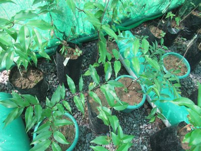 Syzygium
