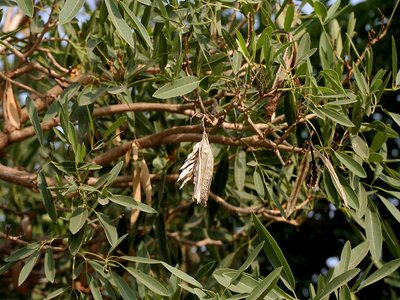Tabebuia aurea
