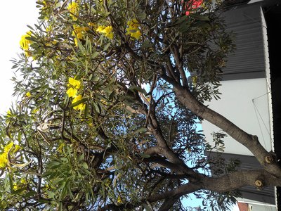 Tabebuia chrysotricha