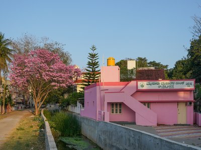 Tabebuia impetiginosa