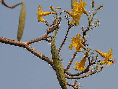 Tabebuia