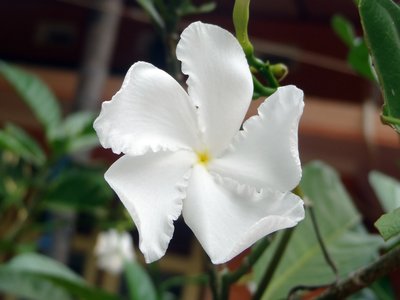 Tabernaemontana divaricata