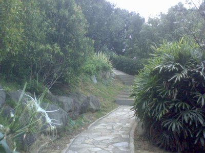 Taiwan Acacia