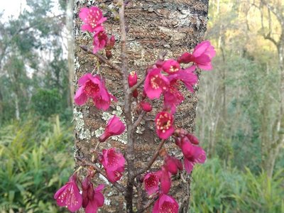Taiwan Cherry