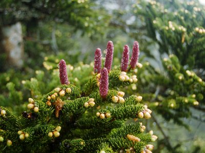 Taiwan Fir