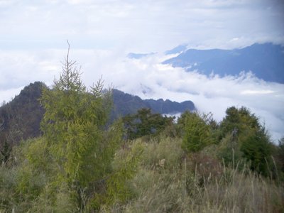 Taiwan Spruce