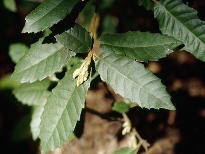 Tanbark Oak