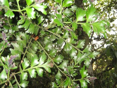 Tanekaha