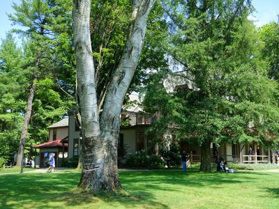 Tanglewood Tree