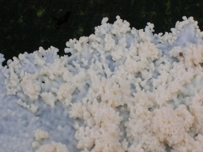Tapioca Tree