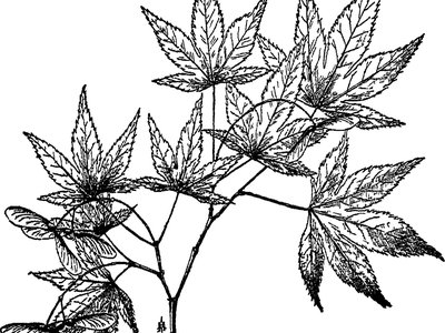 Tartarian Maple