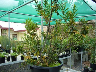 Tasmanian Lomatia