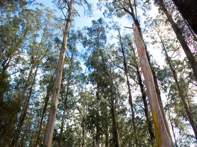 Tasmanian Oak