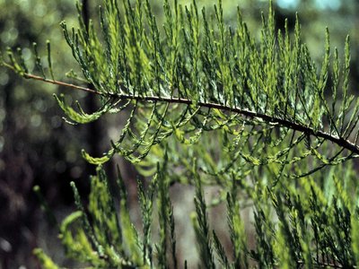 Taxodium ascendens