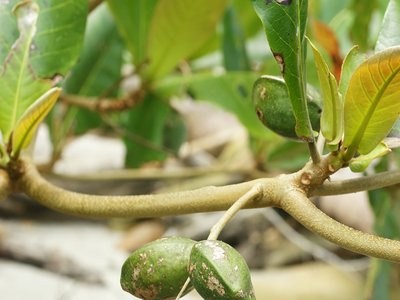 Terminalia Almond
