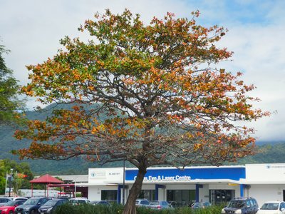 Terminalia Catappa