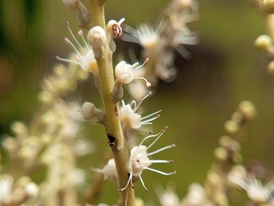 Terminalia