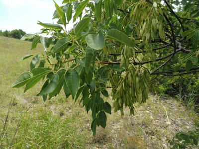 Texas Ash