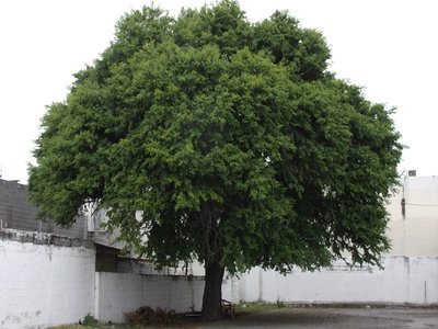 Texas Ebony