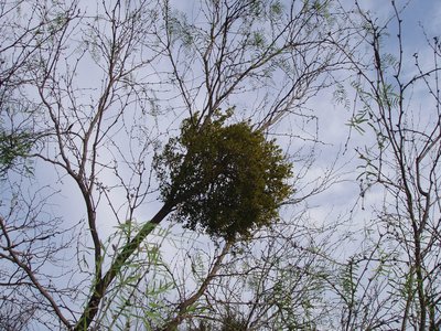 Texas Honey Mesquite