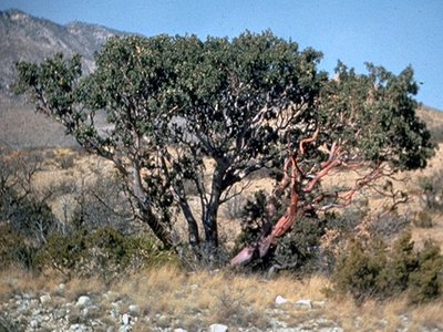 Texas Madrone