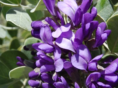 Texas Mountain Laurel