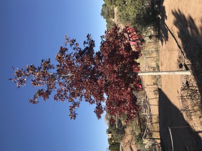Texas Red Oak