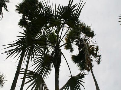 Thatch Palm