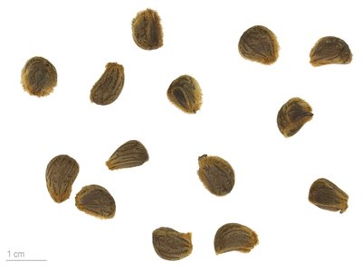Thespesia populnea