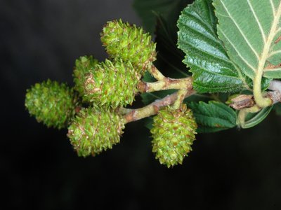 Thinleaf Alder