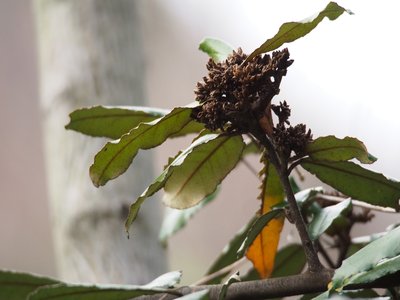 Thorny Olive