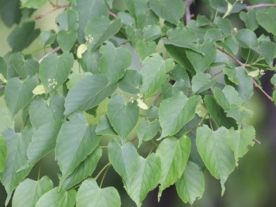 Tilia japonica