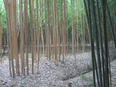 Timber Bamboo
