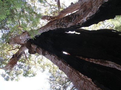 Tingle Tree