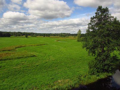 Tipu