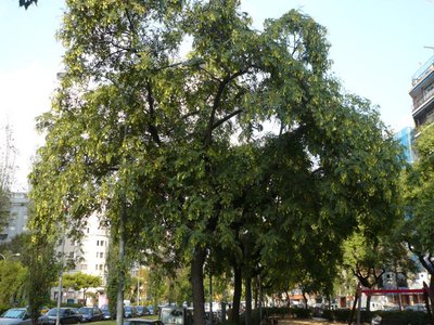 Tipu Tree