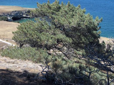 Torrey Pine