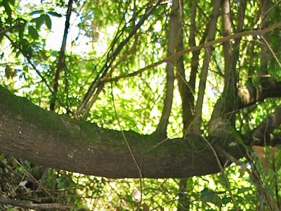 Torreya californica