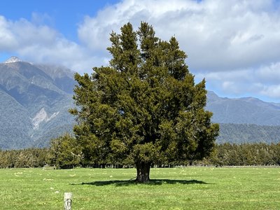 Totara