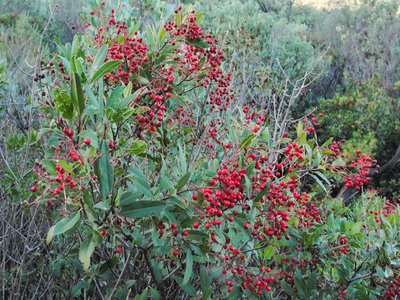 Toyon