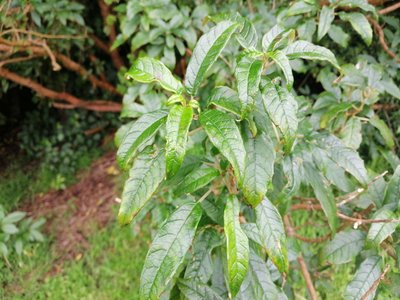 Tree Fuchsia