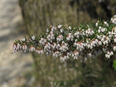 Tree Heath