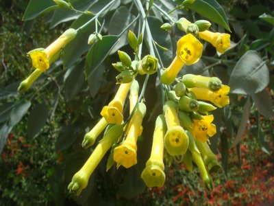 Tree Tobacco