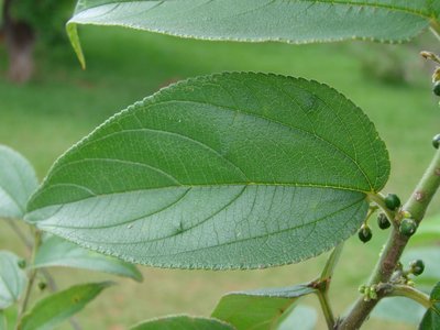 Trema micrantha