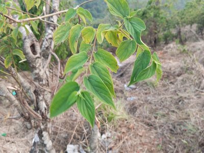 Trema orientalis
