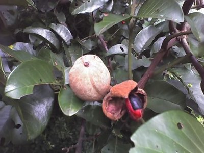 Trichilia