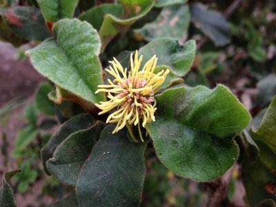 Trichocladus crinitus