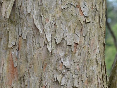 Trident Maple