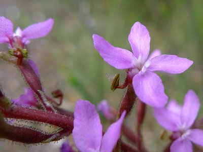 Trigger Plant