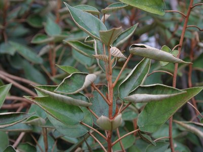 Trochetiopsis ebenus